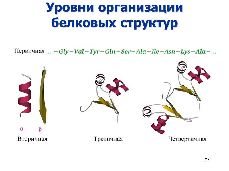 26 Уровни организации белковых структур
